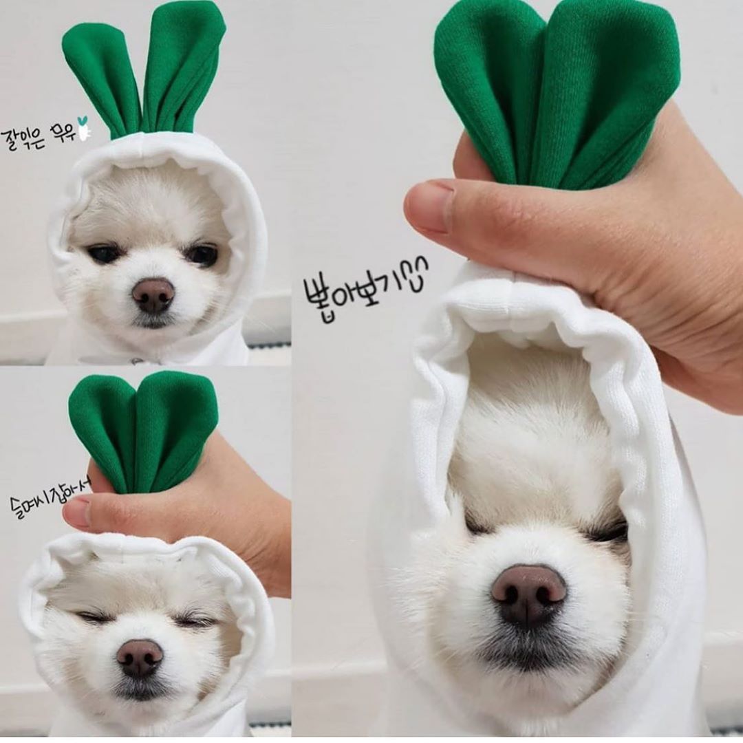Cute Fruit Dog Hoodie – Warm Fleece Winter Clothes for Small Dogs & Cats