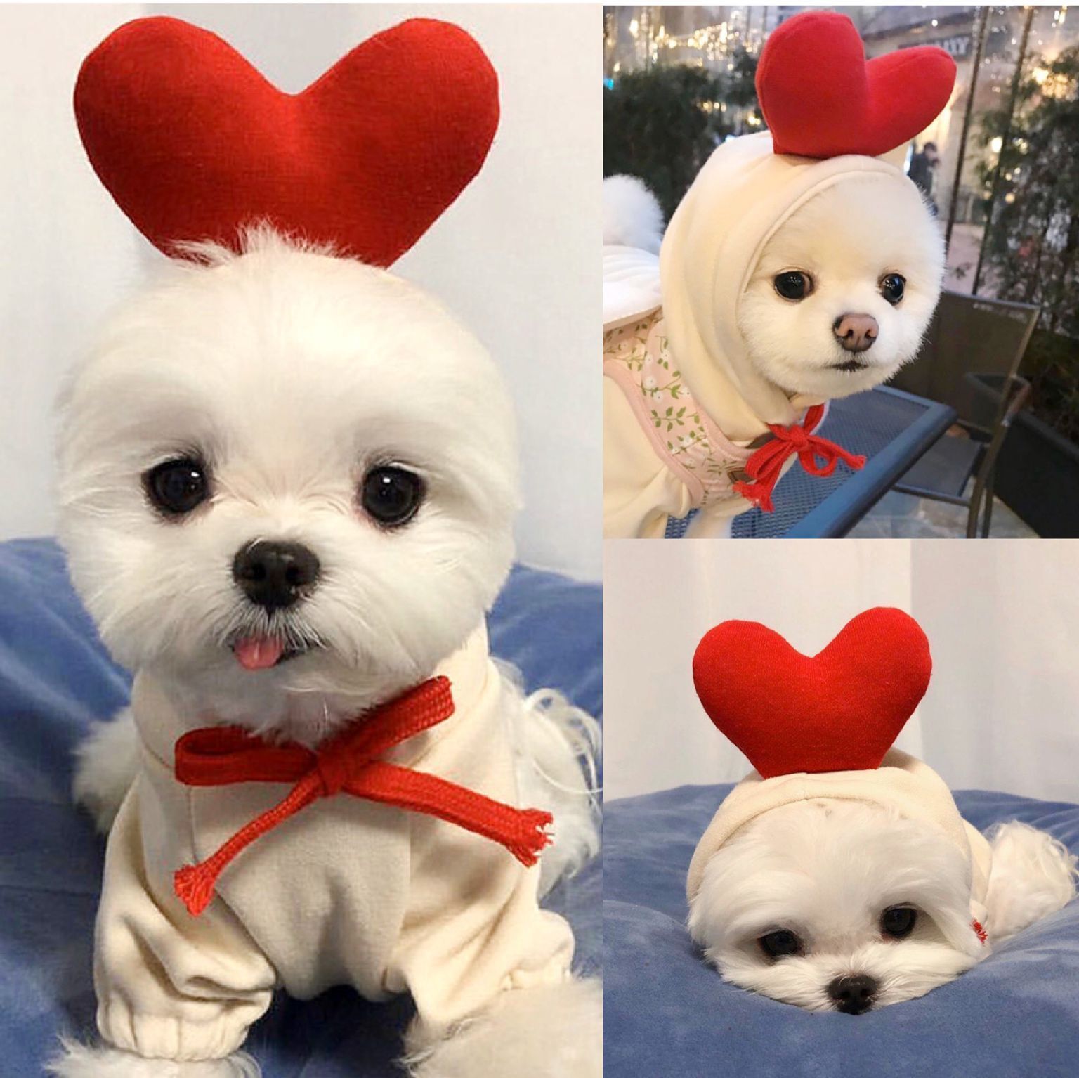 Cute Fruit Dog Hoodie – Warm Fleece Winter Clothes for Small Dogs & Cats