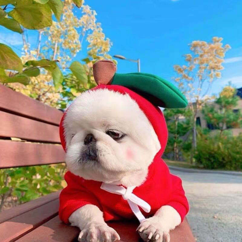 Cute Fruit Dog Hoodie – Warm Fleece Winter Clothes for Small Dogs & Cats