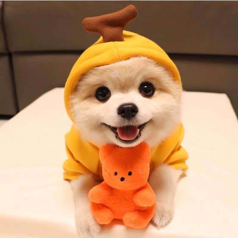 Cute Fruit Dog Hoodie – Warm Fleece Winter Clothes for Small Dogs & Cats