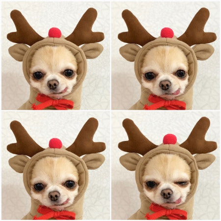 Cute Fruit Dog Hoodie – Warm Fleece Winter Clothes for Small Dogs & Cats